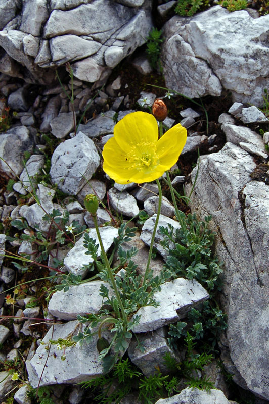 Papaver alpinum  delle Dolomiti